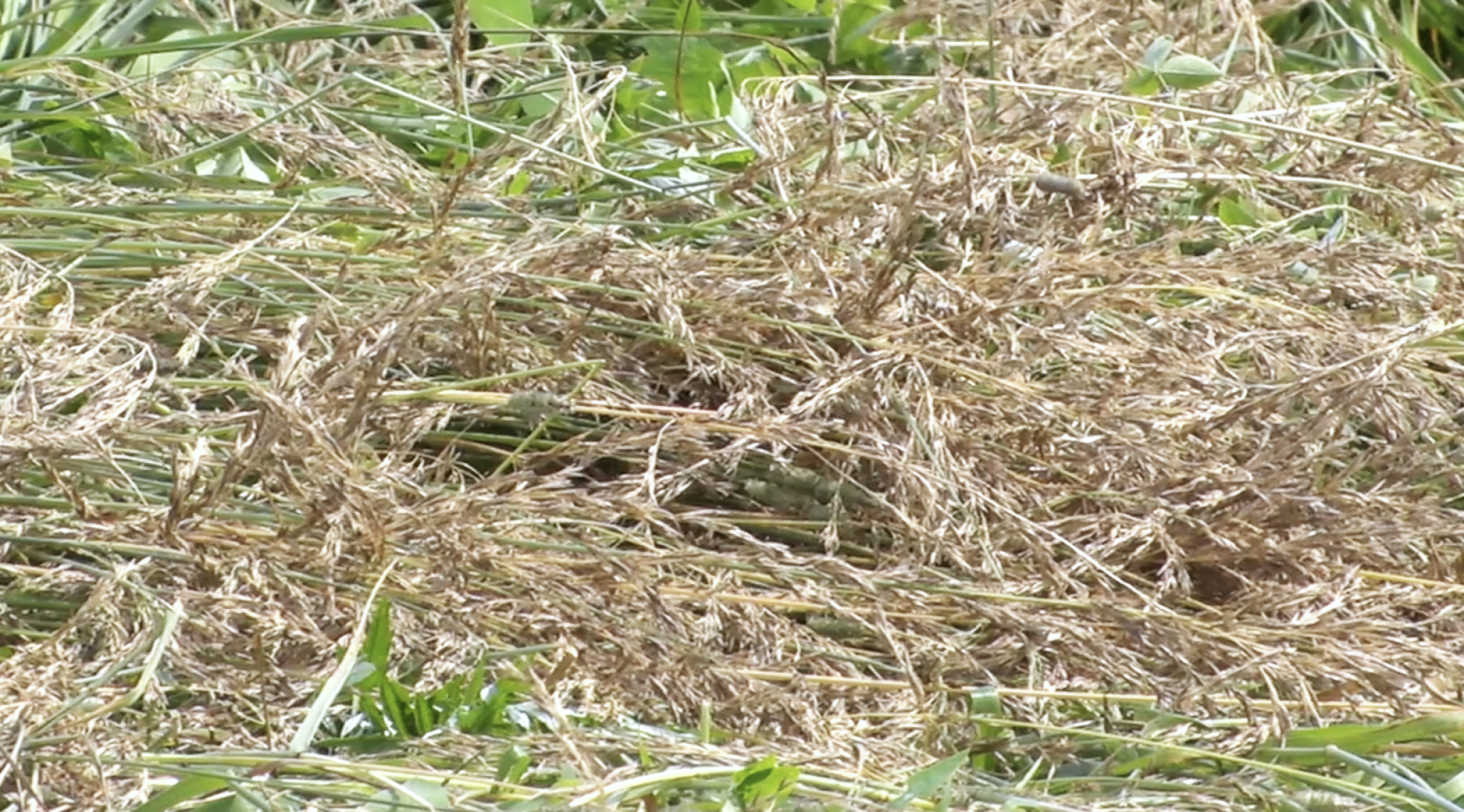 Клин, общество, экономика, сельское хозяйство, животные,