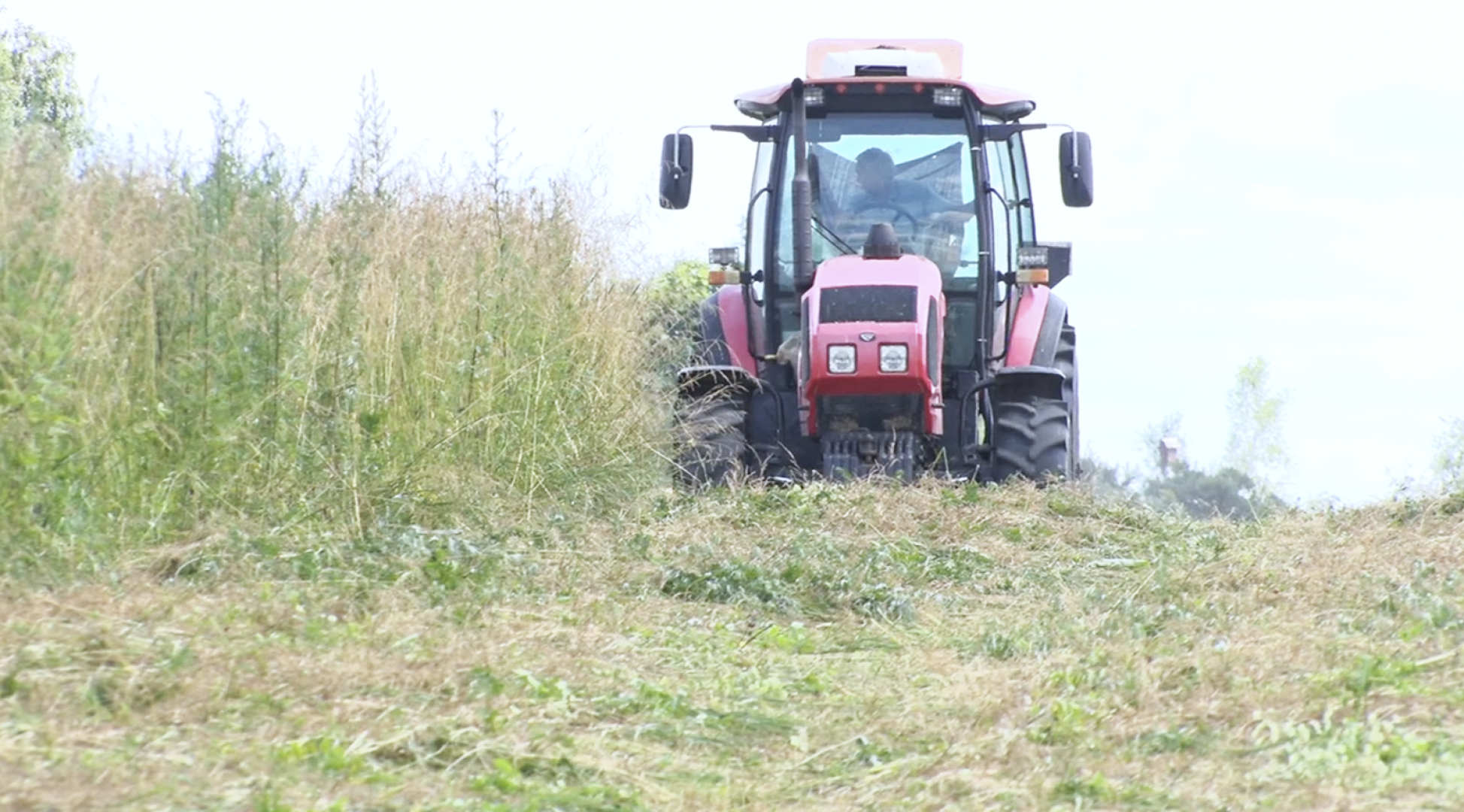 Клин, общество, экономика, сельское хозяйство, животные,