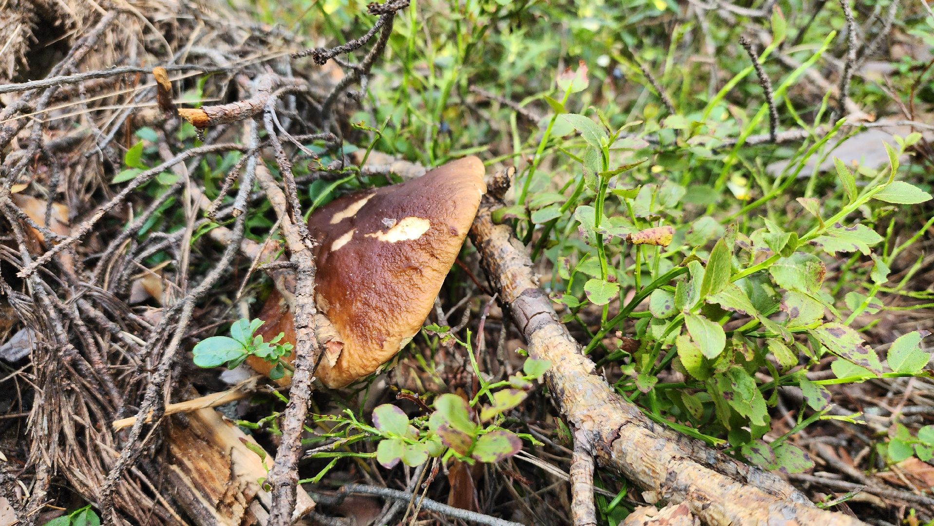 грибной сезон, Рошаль, лес,грибы, го Шатура,