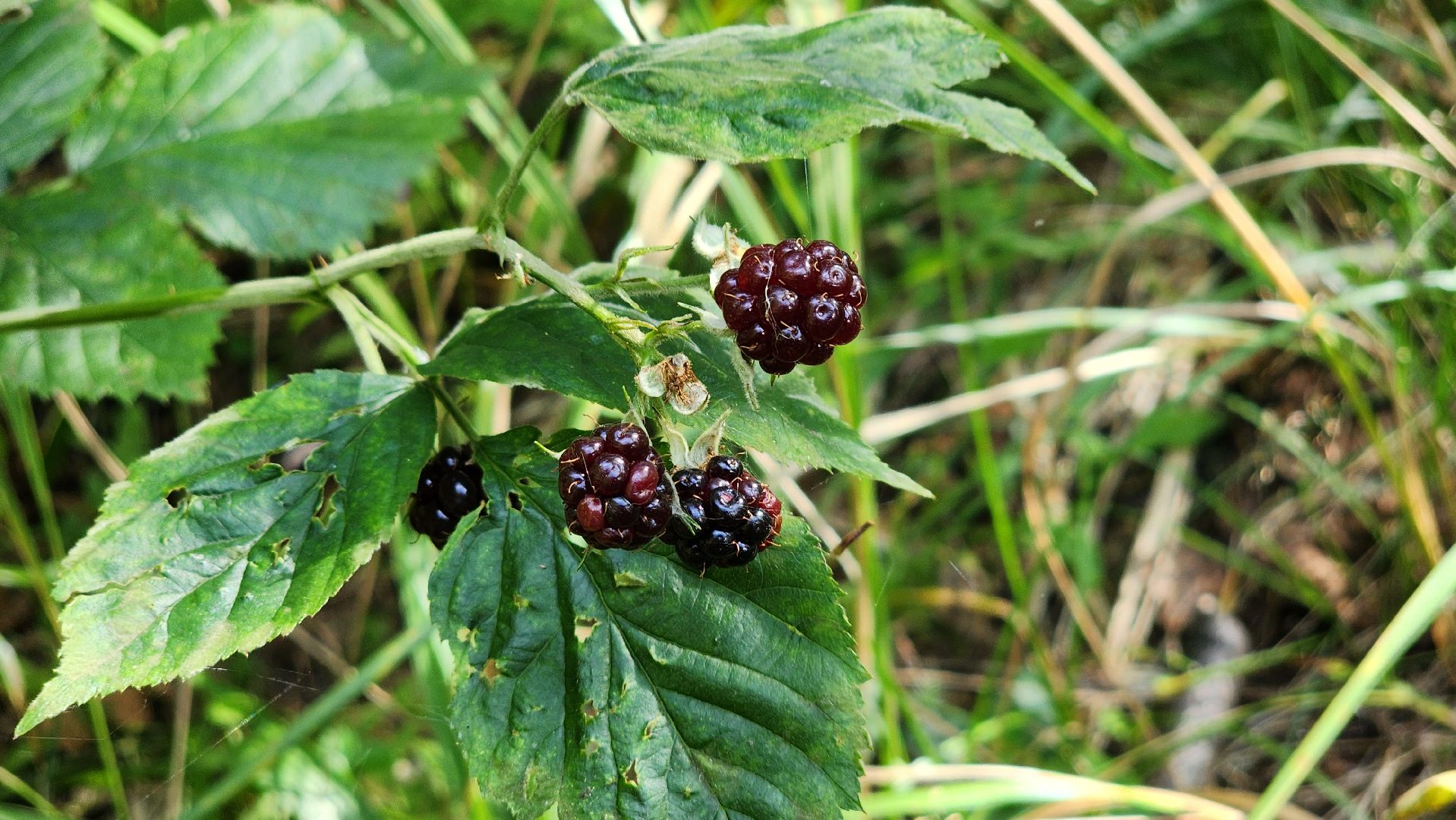 грибной сезон, Рошаль, лес,грибы, го Шатура,