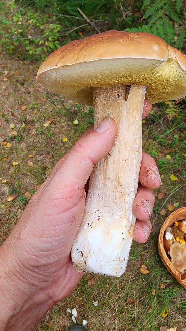 грибной сезон, Рошаль, лес,грибы, го Шатура,