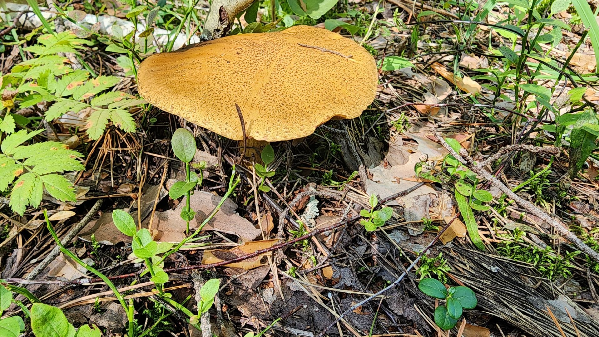 грибной сезон, Рошаль, лес,грибы, го Шатура,