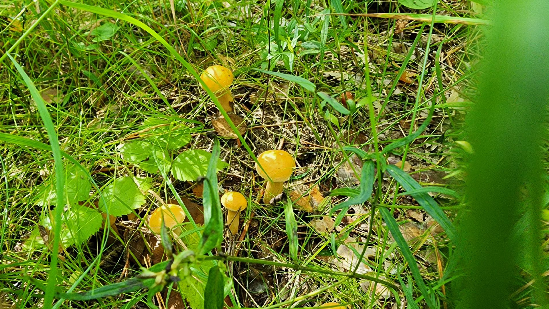 грибной сезон, Рошаль, лес,грибы, го Шатура,