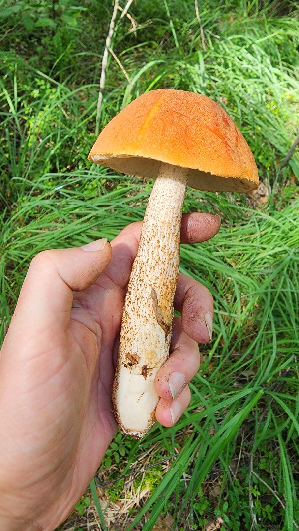 грибной сезон, Рошаль, лес,грибы, го Шатура,