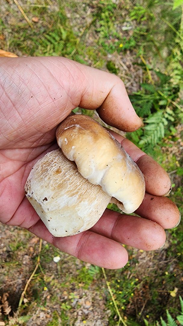 грибной сезон, Рошаль, лес,грибы, го Шатура,