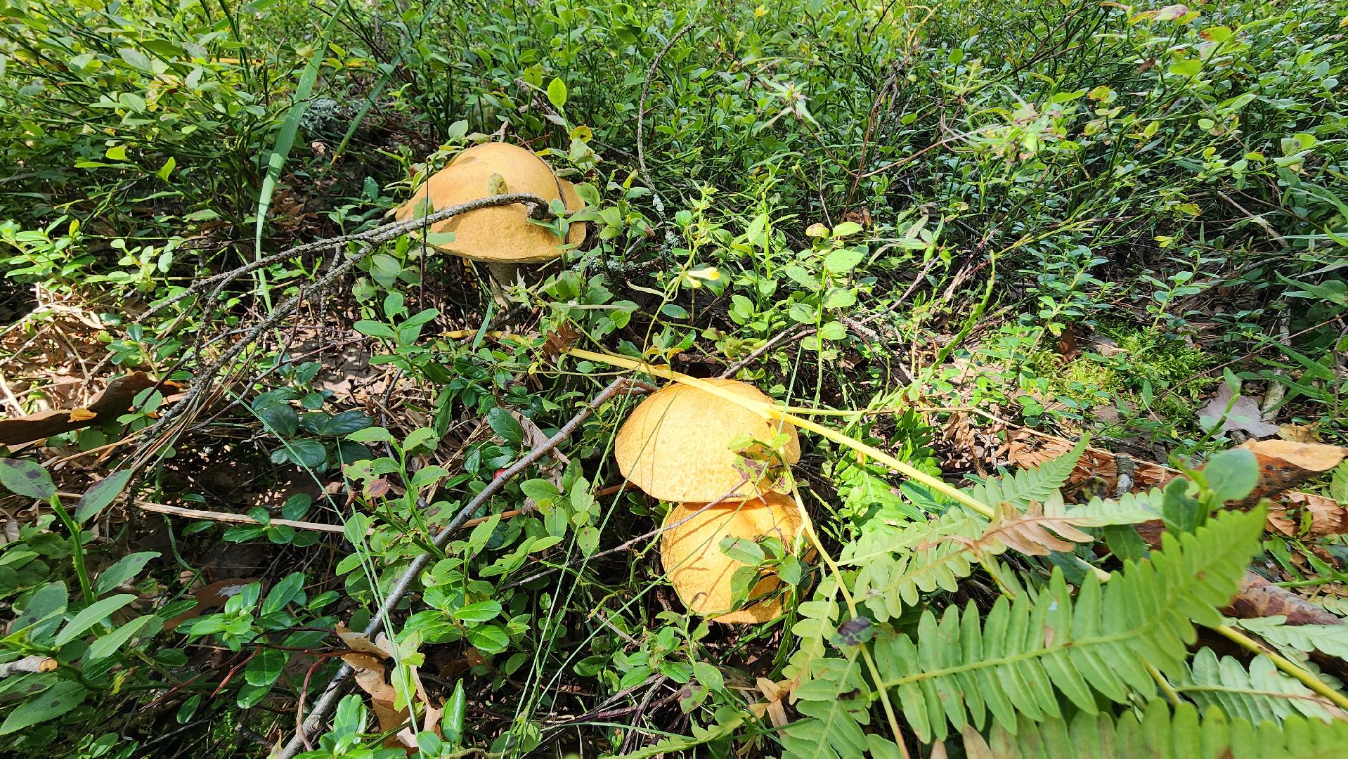 грибной сезон, Рошаль, лес,грибы, го Шатура,