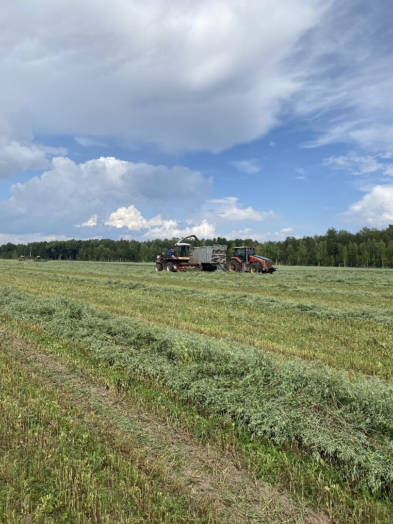 сельское хозяйство, сельскохозяйственное предприятие, совхоз можайский, экономика, экономика подмосковья, можайский городской округ, московская область,