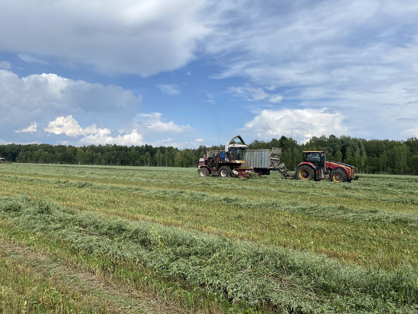 сельское хозяйство, сельскохозяйственное предприятие, совхоз можайский, экономика, экономика подмосковья, можайский городской округ, московская область,