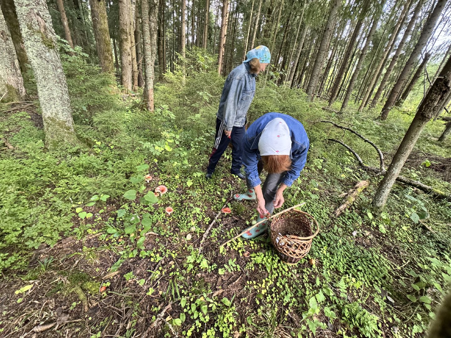 шаховская, грибы, грибы в лесу, грибной сезон,