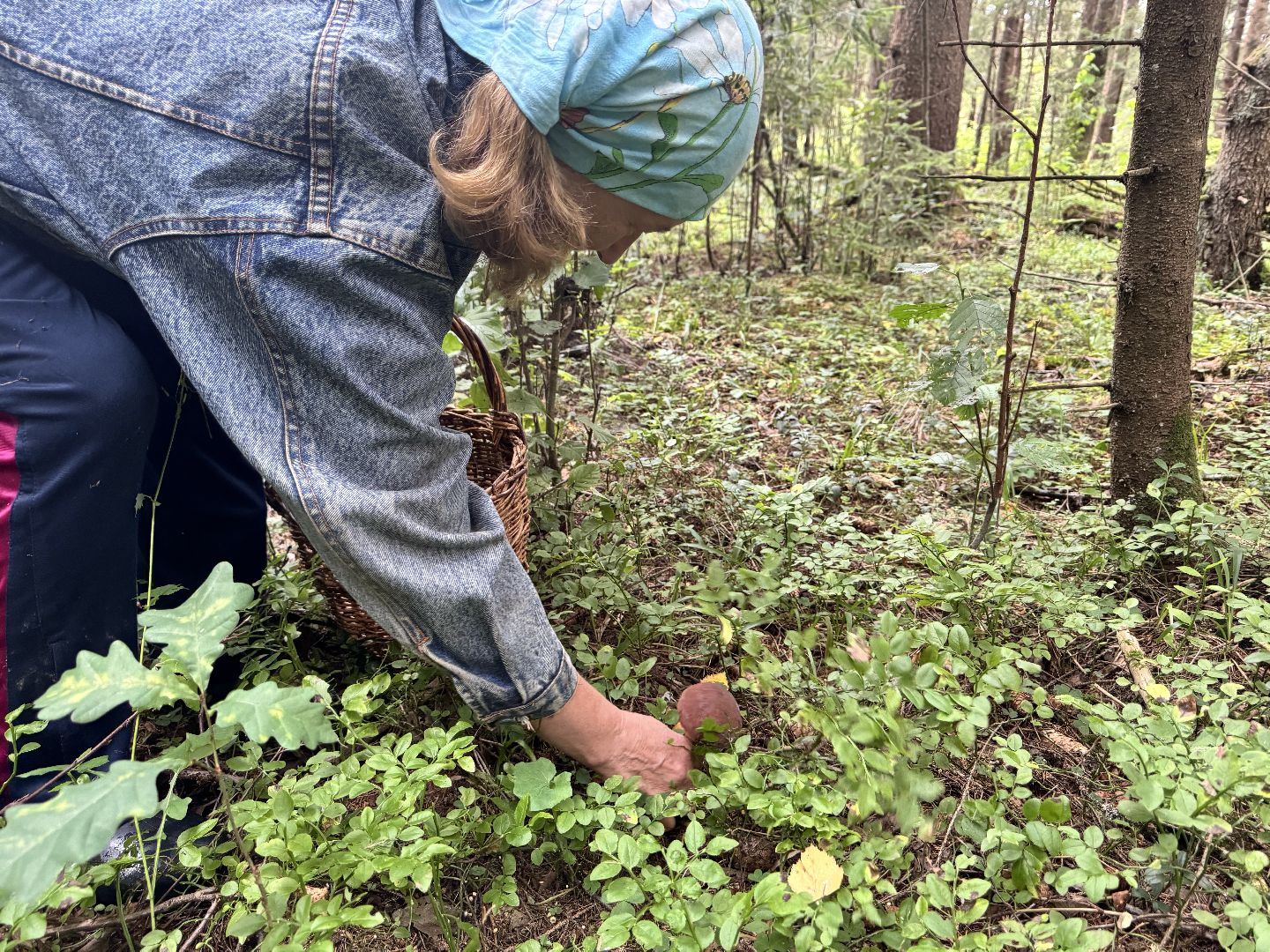шаховская, грибы, грибы в лесу, грибной сезон,