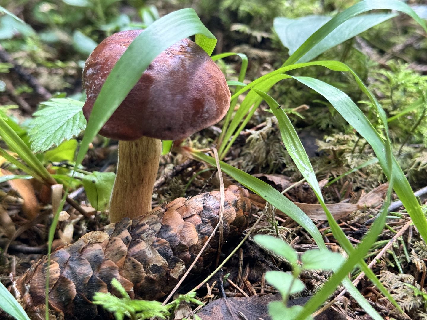 шаховская, грибы, грибы в лесу, грибной сезон,