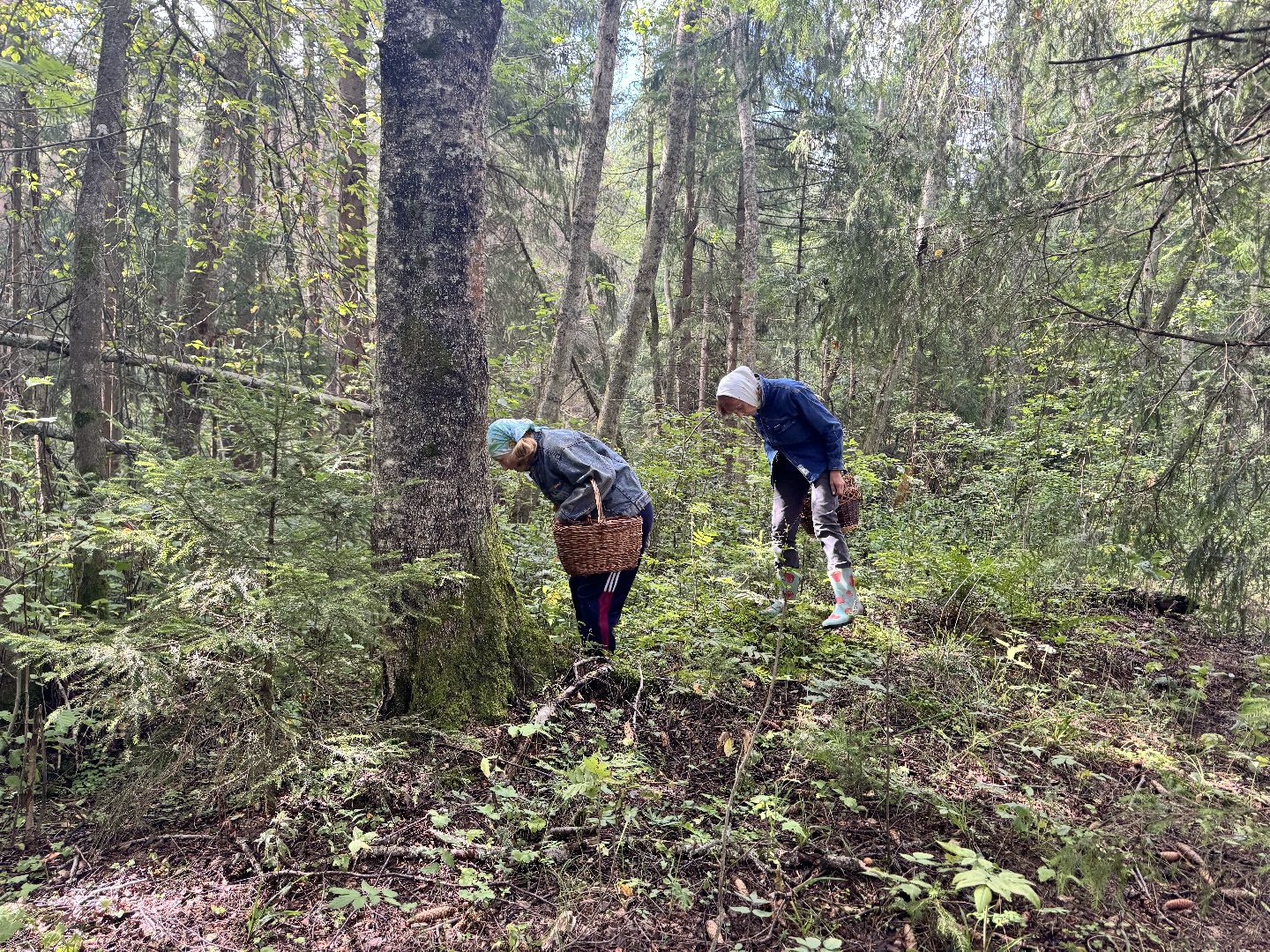 шаховская, грибы, грибы в лесу, грибной сезон,