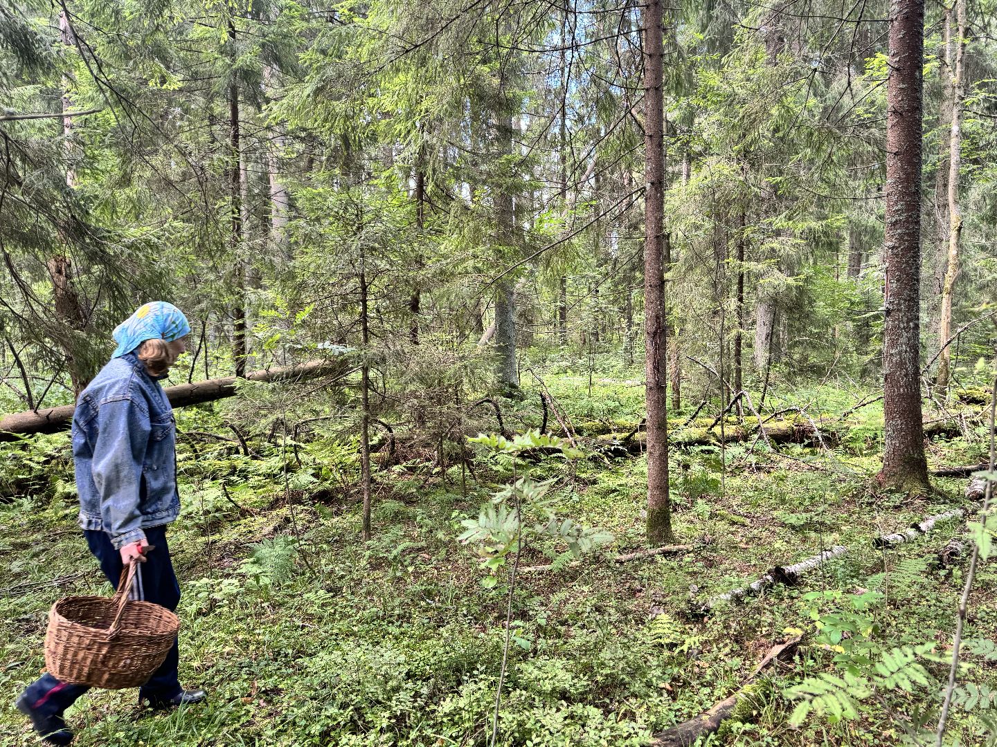 шаховская, грибы, грибы в лесу, грибной сезон,