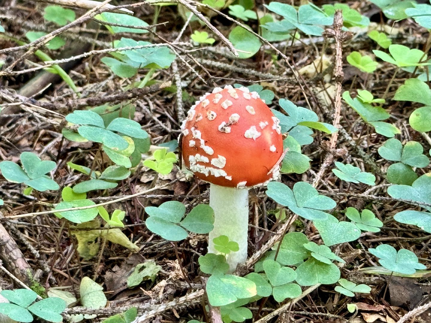 шаховская, грибы, грибы в лесу, грибной сезон,