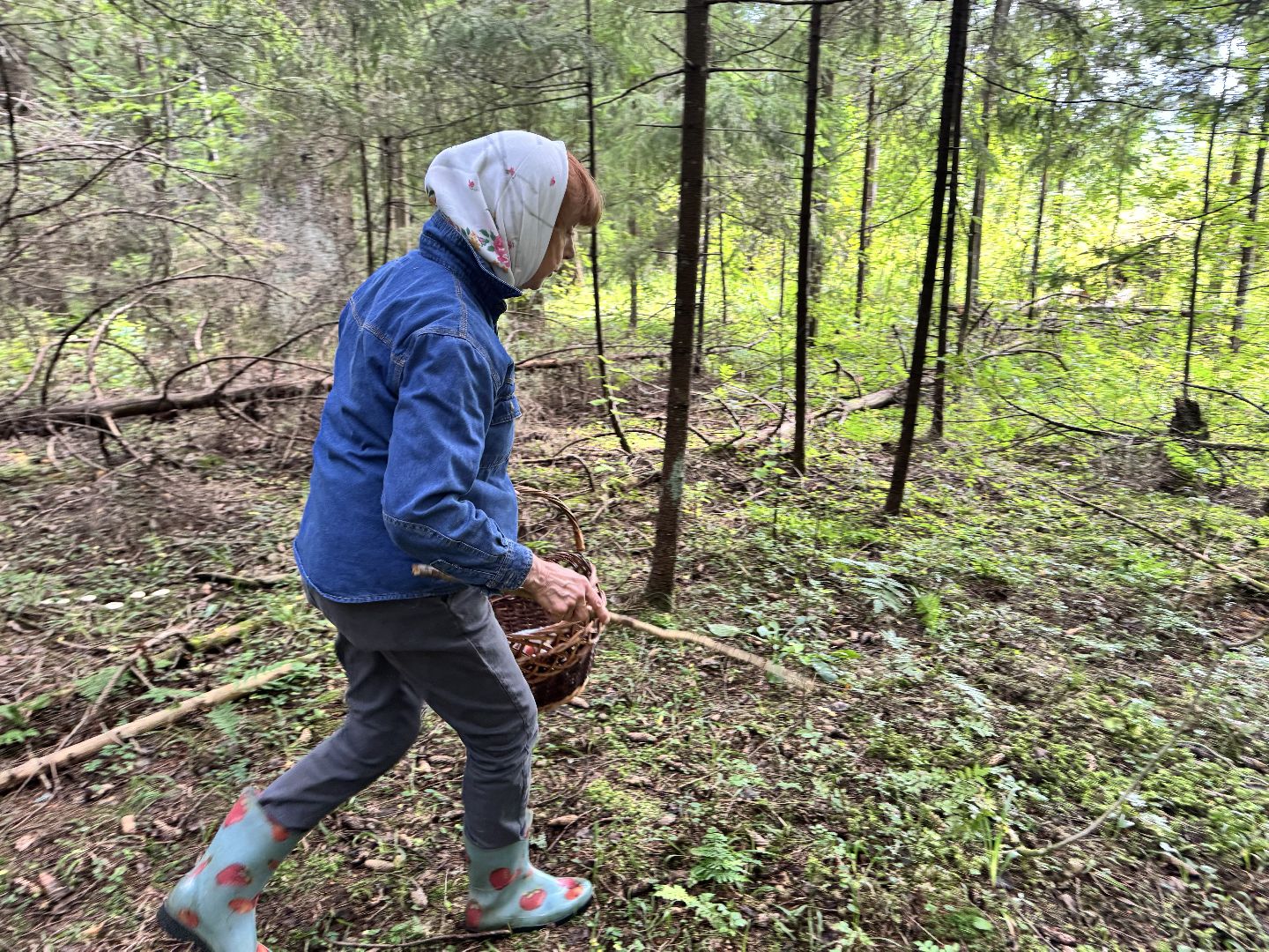 шаховская, грибы, грибы в лесу, грибной сезон,