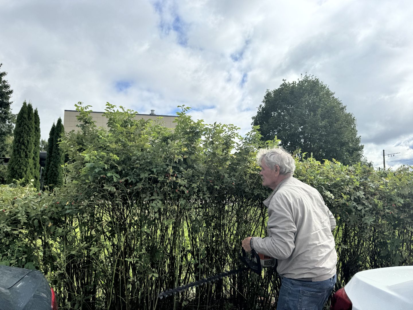 Шаховская, шаховская, благоуйстройство, подрезка кустов,