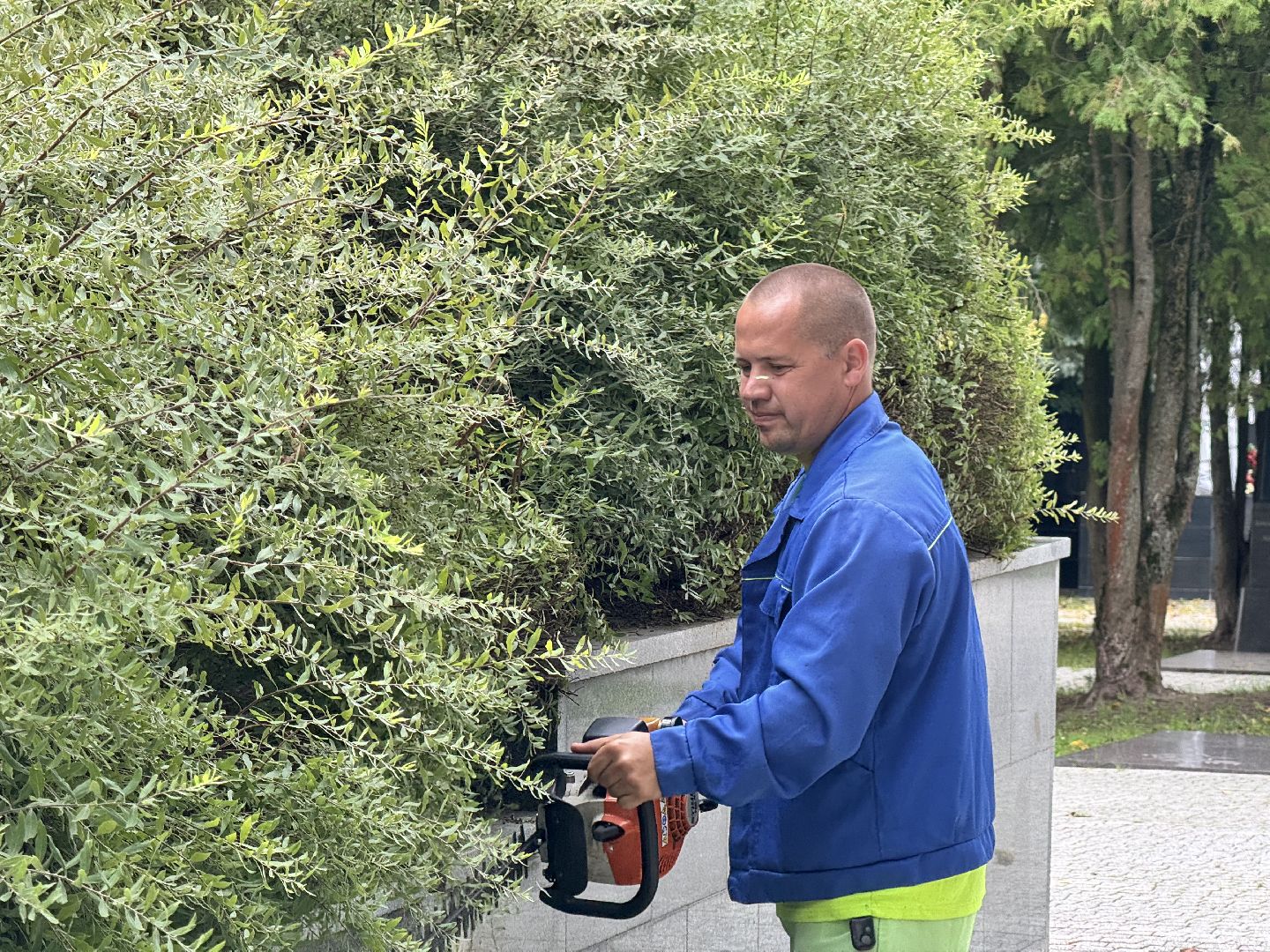 Шаховская, шаховская, благоуйстройство, подрезка кустов,