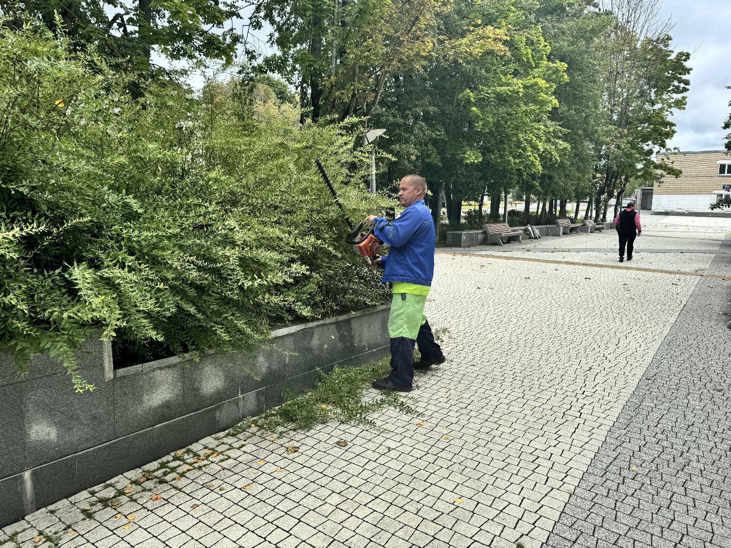 Шаховская, шаховская, благоуйстройство, подрезка кустов,