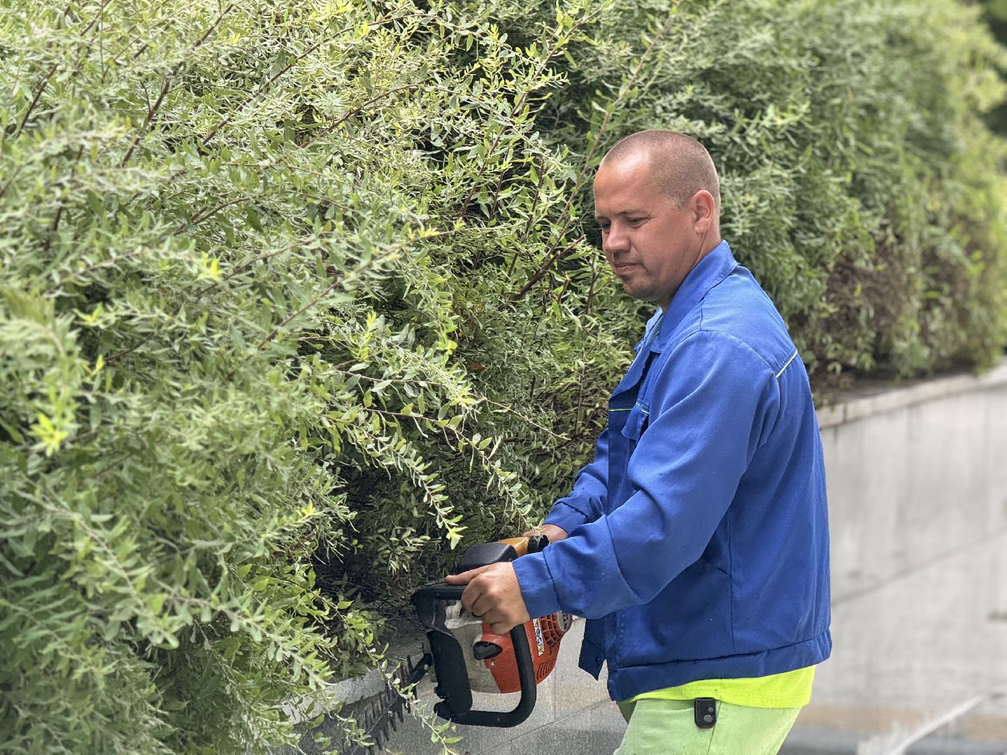 Шаховская, шаховская, благоуйстройство, подрезка кустов,