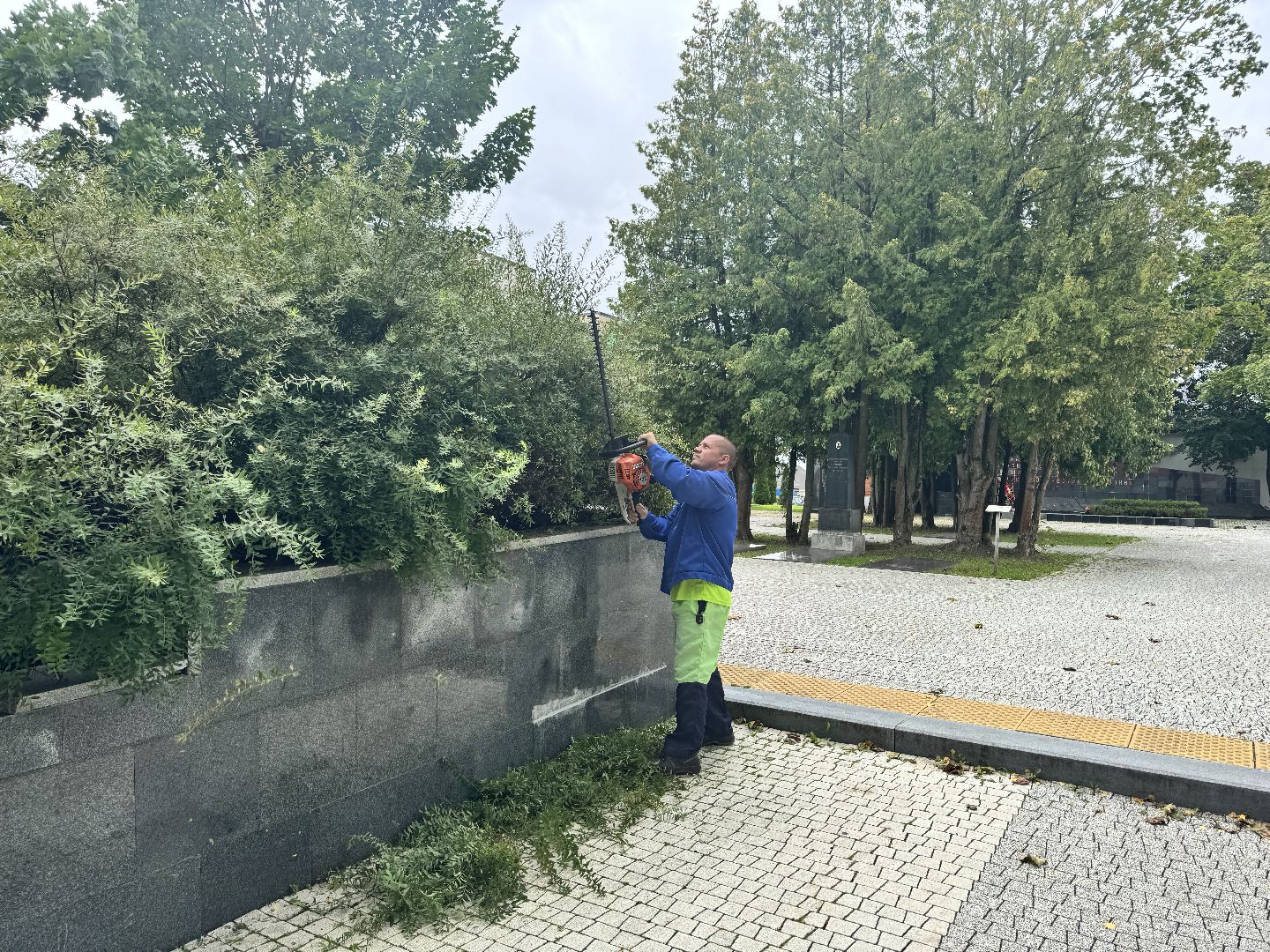Шаховская, шаховская, благоуйстройство, подрезка кустов,