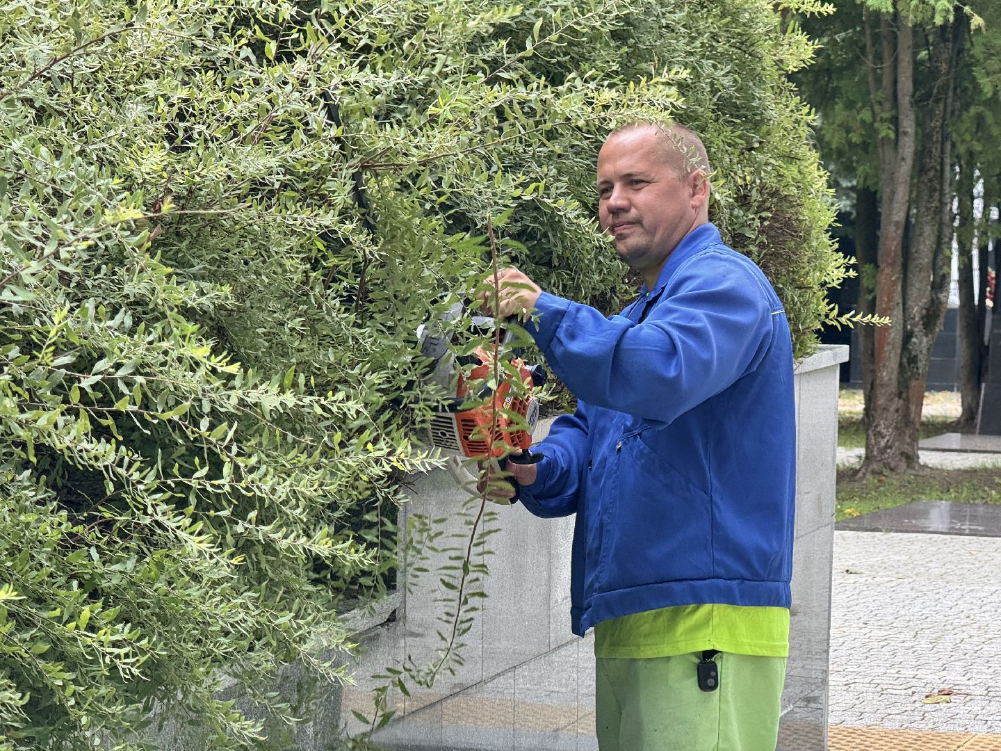 Шаховская, шаховская, благоуйстройство, подрезка кустов,