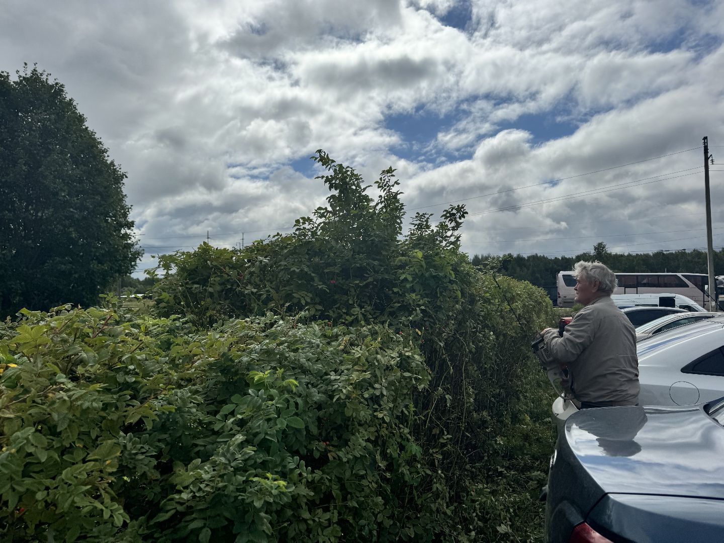 Шаховская, шаховская, благоуйстройство, подрезка кустов,