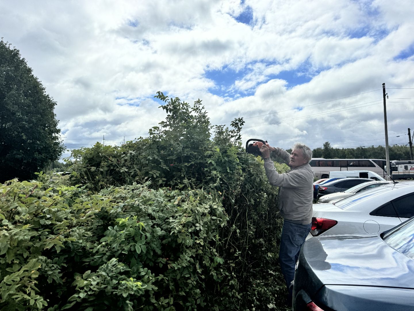 Шаховская, шаховская, благоуйстройство, подрезка кустов,