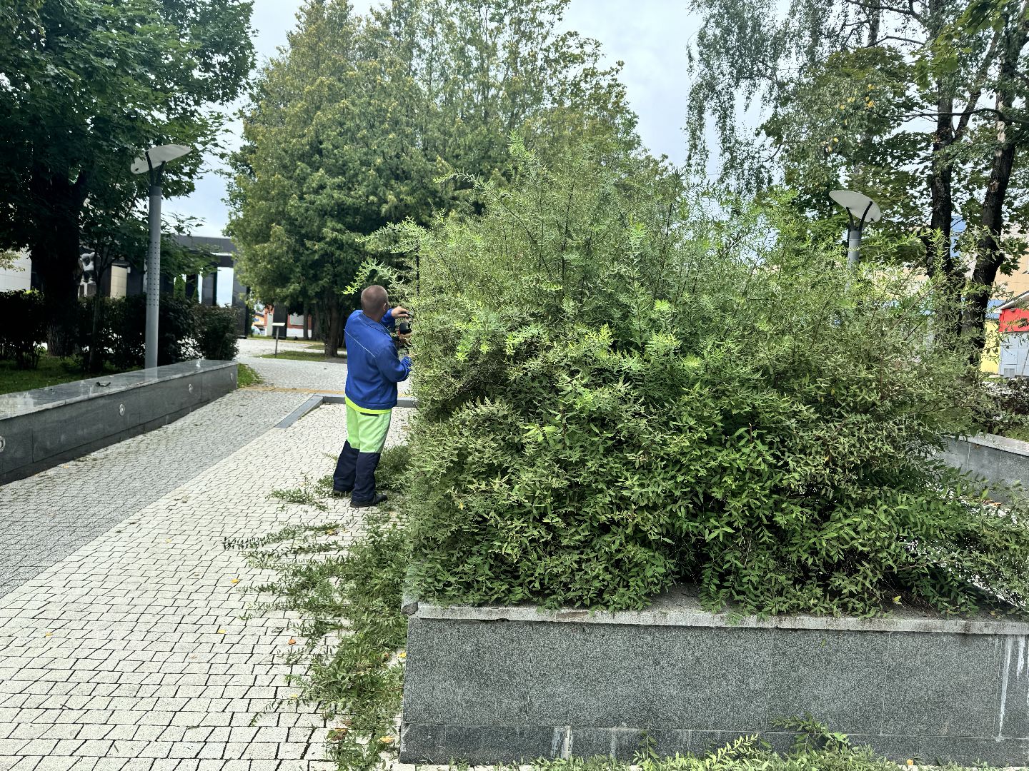 Шаховская, шаховская, благоуйстройство, подрезка кустов,