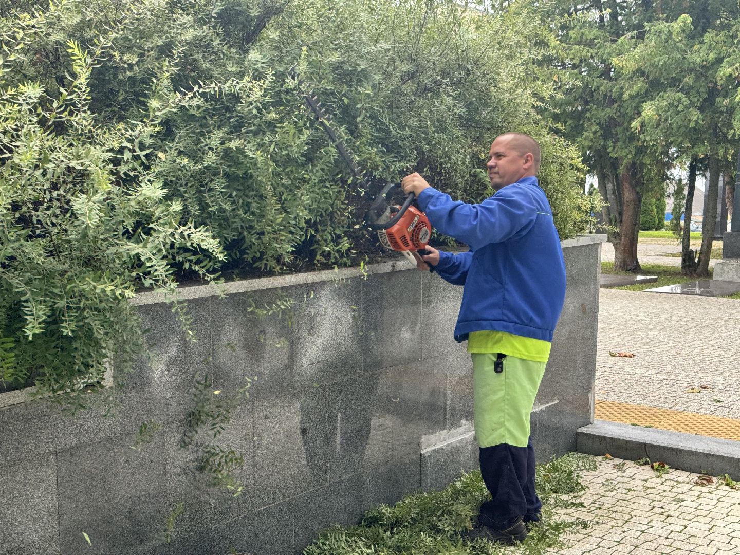 Шаховская, шаховская, благоуйстройство, подрезка кустов,