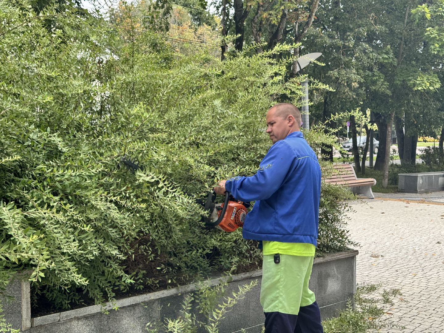 Шаховская, шаховская, благоуйстройство, подрезка кустов,