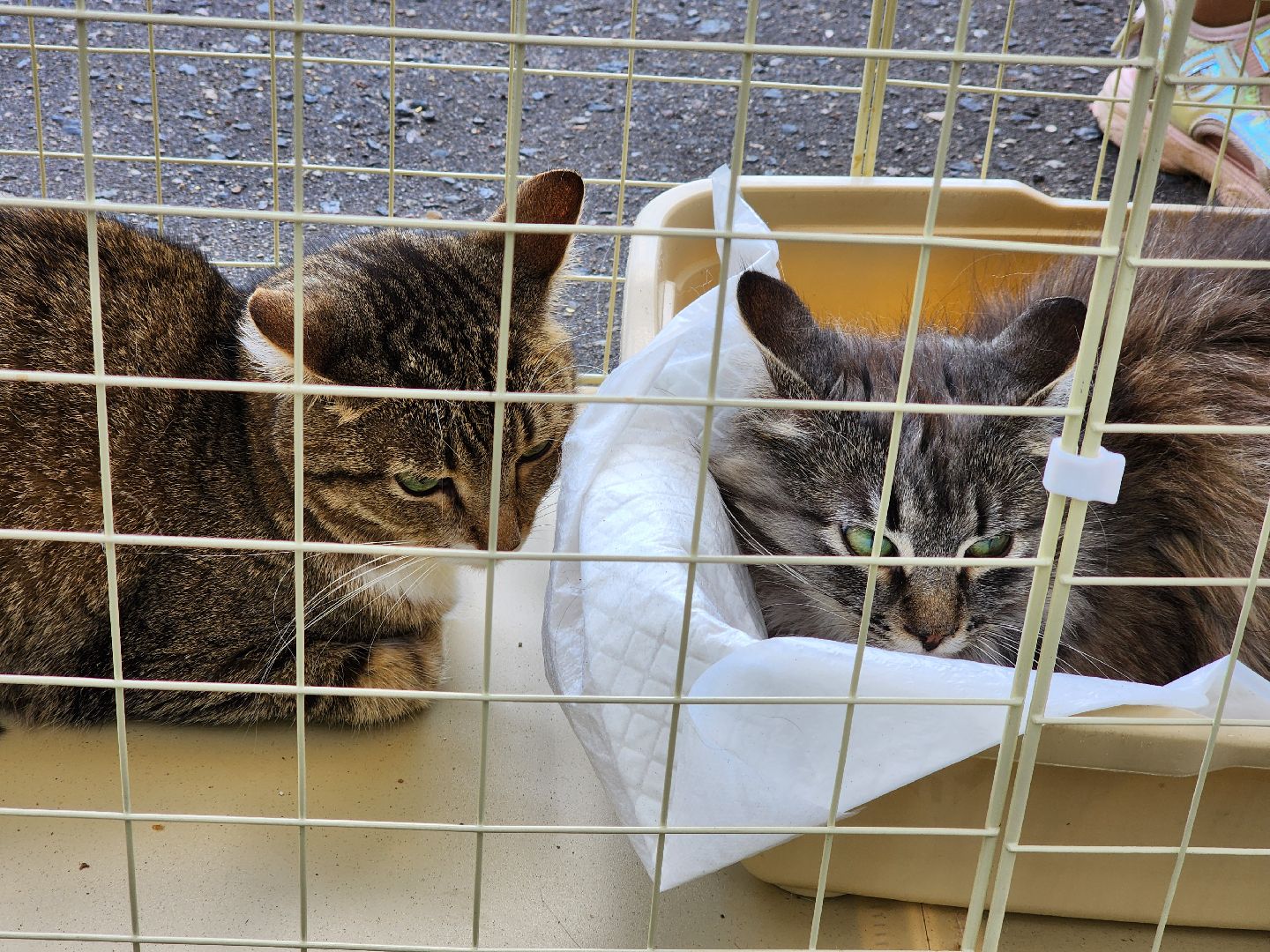 ногинск, жители, общество, рок в защиту животных, фестиваль рока, благотворительный фестиваль, кот, приют, кошачий приют, благотворительность,