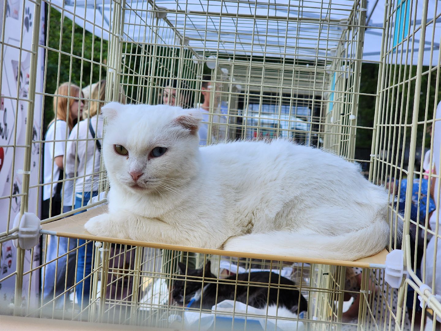 ногинск, жители, общество, рок в защиту животных, фестиваль рока, благотворительный фестиваль, кот, приют, кошачий приют, благотворительность,