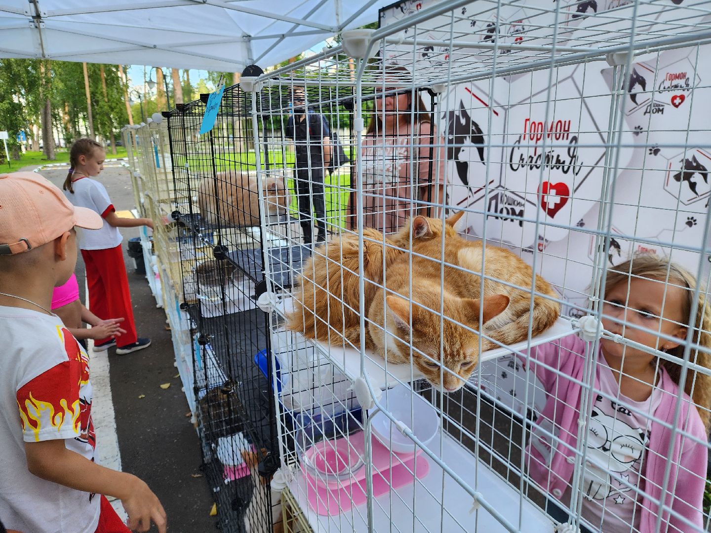 ногинск, жители, общество, рок в защиту животных, фестиваль рока, благотворительный фестиваль, кот, приют, кошачий приют, благотворительность,