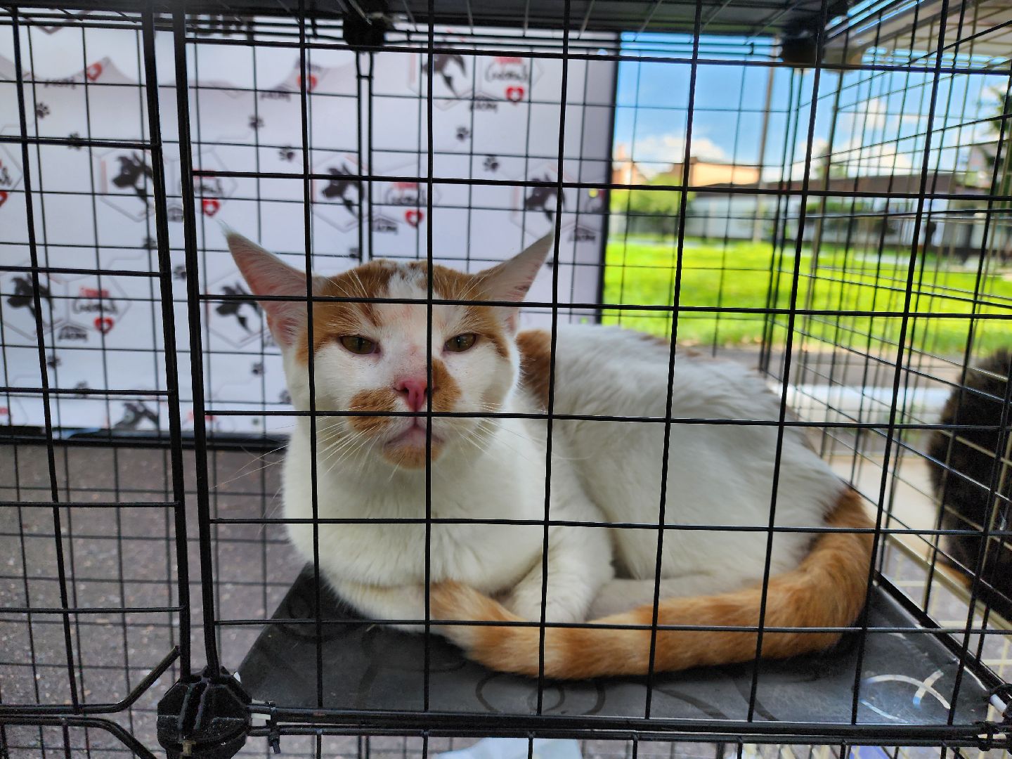 ногинск, жители, общество, рок в защиту животных, фестиваль рока, благотворительный фестиваль, кот, приют, кошачий приют, благотворительность,