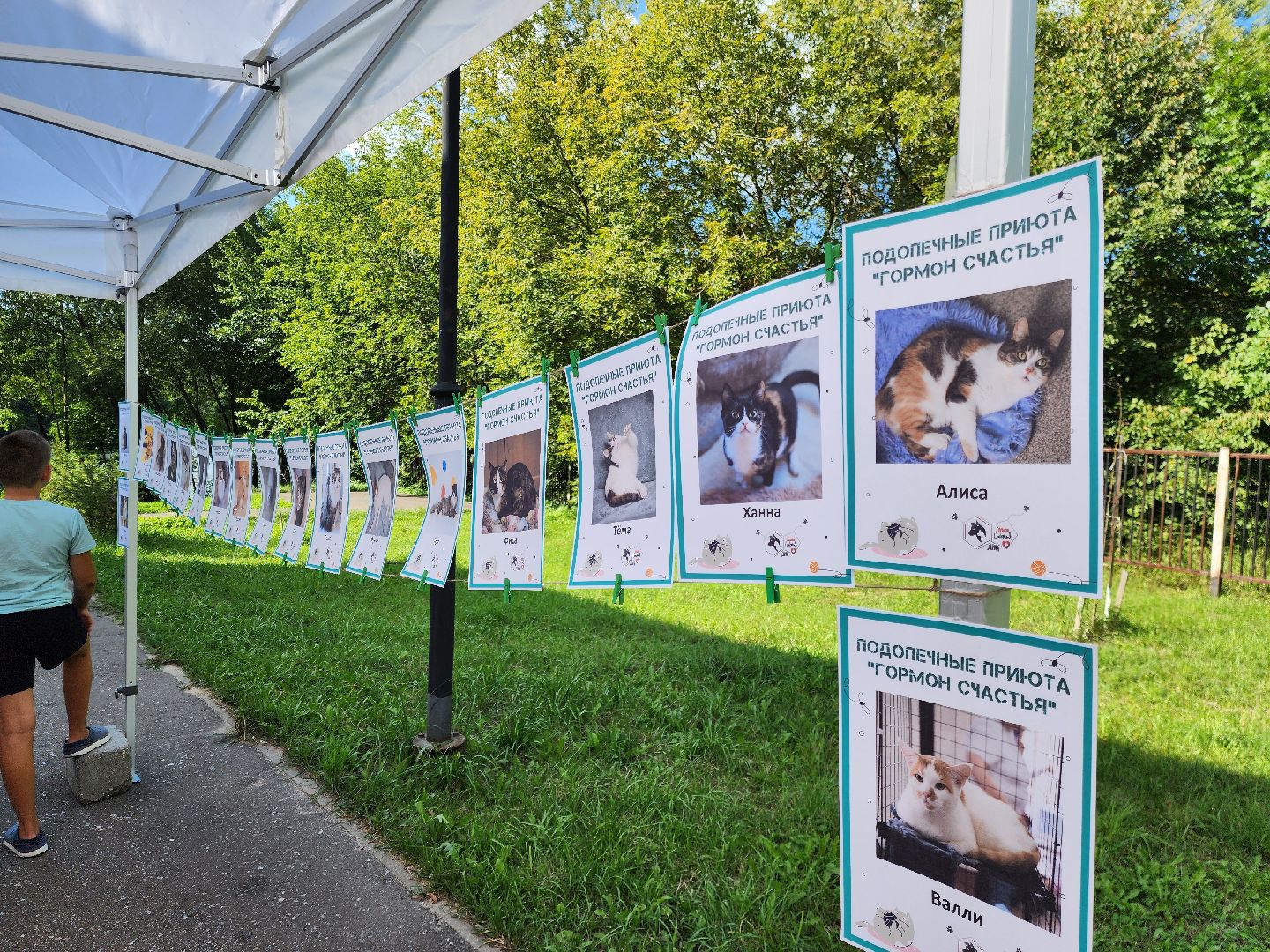 ногинск, жители, общество, рок в защиту животных, фестиваль рока, благотворительный фестиваль, кот, приют, кошачий приют, благотворительность,