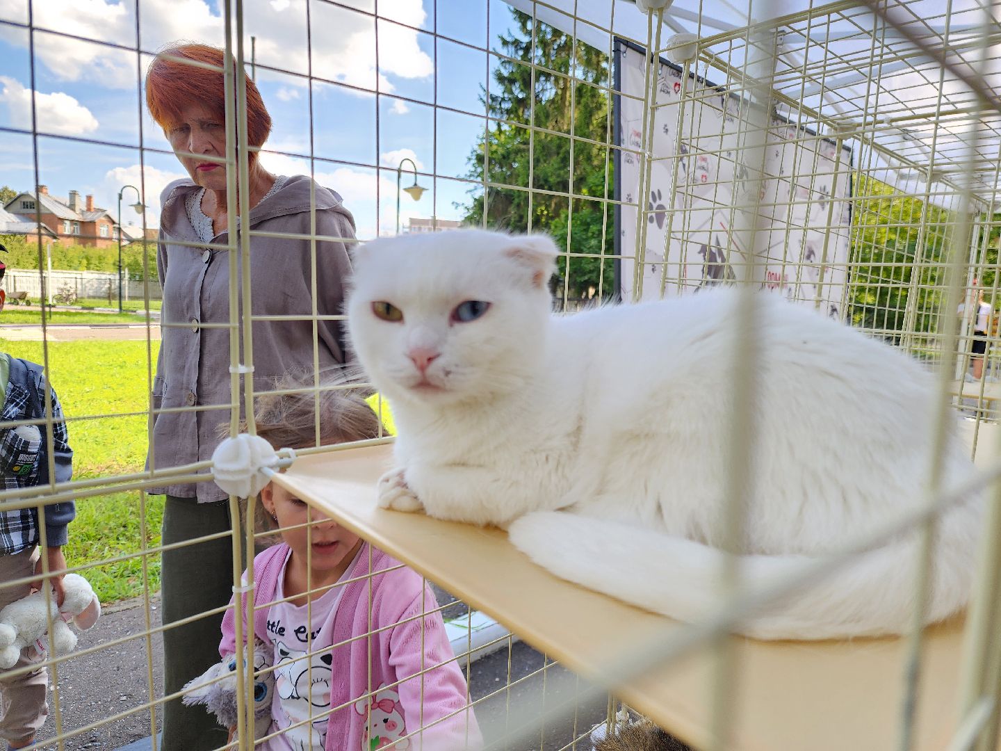 ногинск, жители, общество, рок в защиту животных, фестиваль рока, благотворительный фестиваль, кот, приют, кошачий приют, благотворительность,