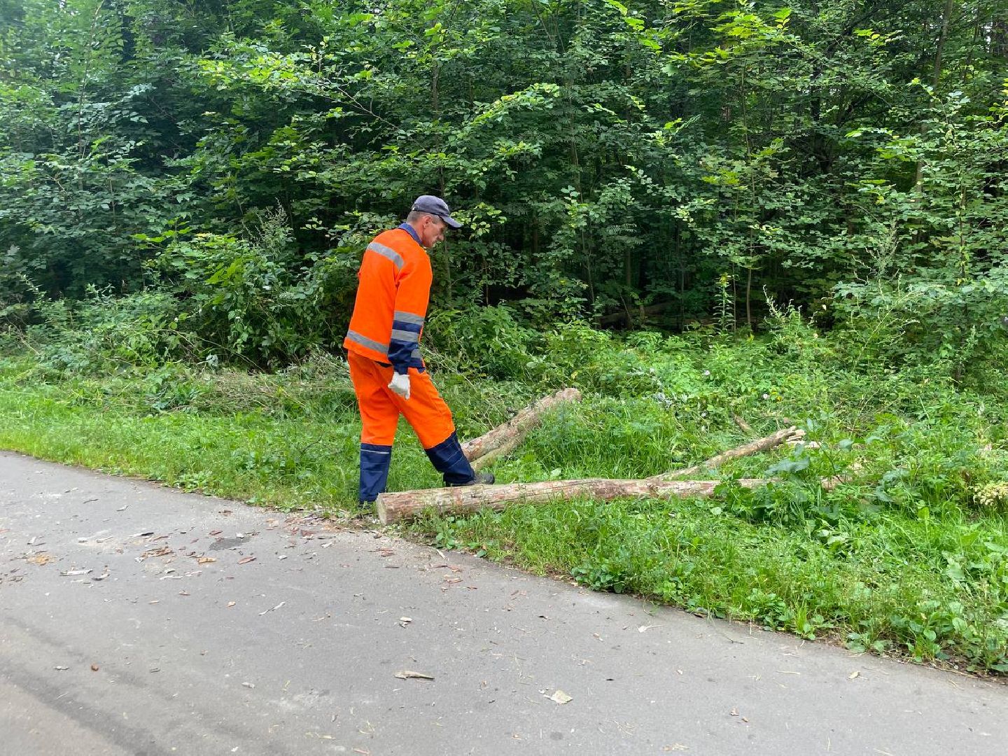 Черноголовка, жкх, обращение жителей, деревья,