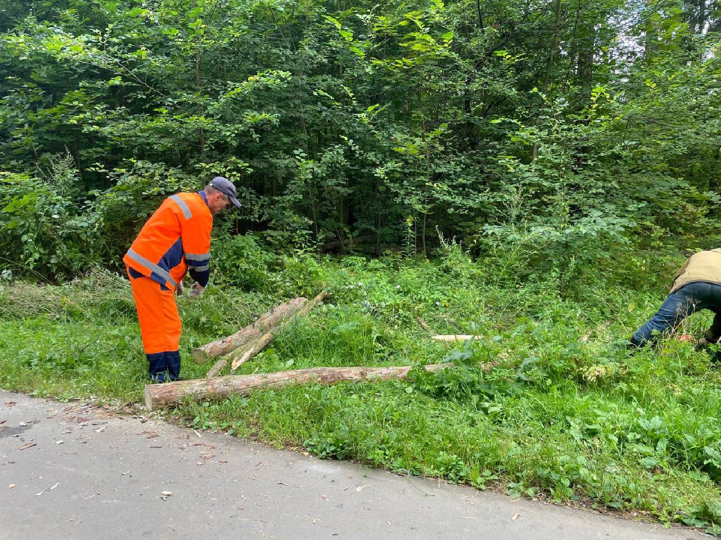 Черноголовка, жкх, обращение жителей, деревья,