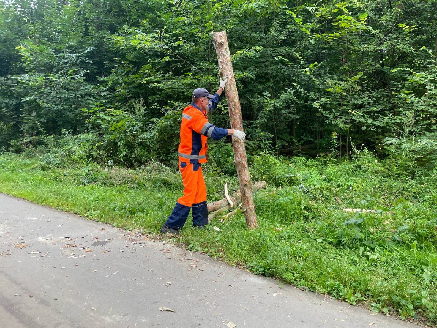 Черноголовка, жкх, обращение жителей, деревья,