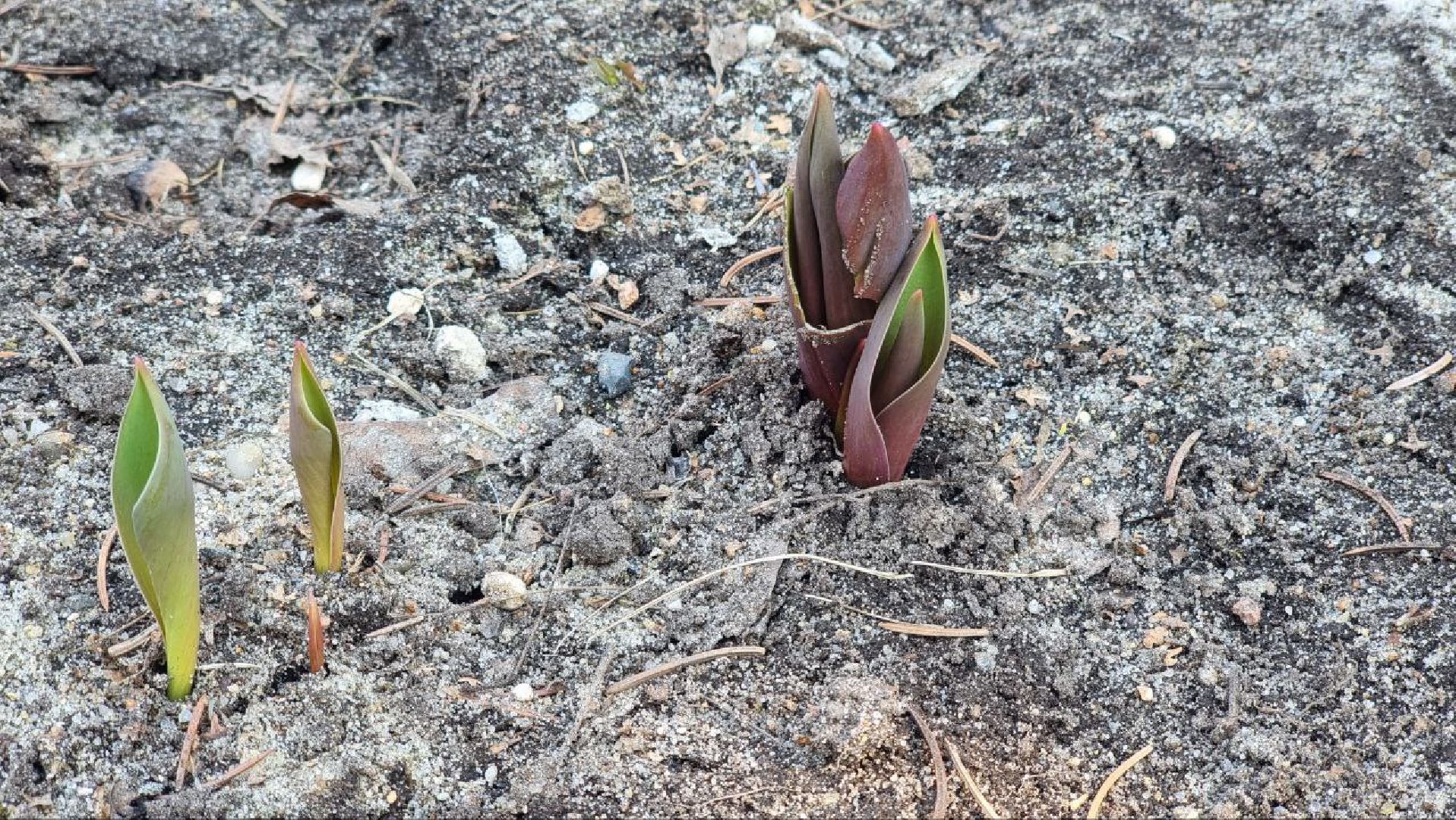благоустройство, Дзержинский, уборка, сквер Победы