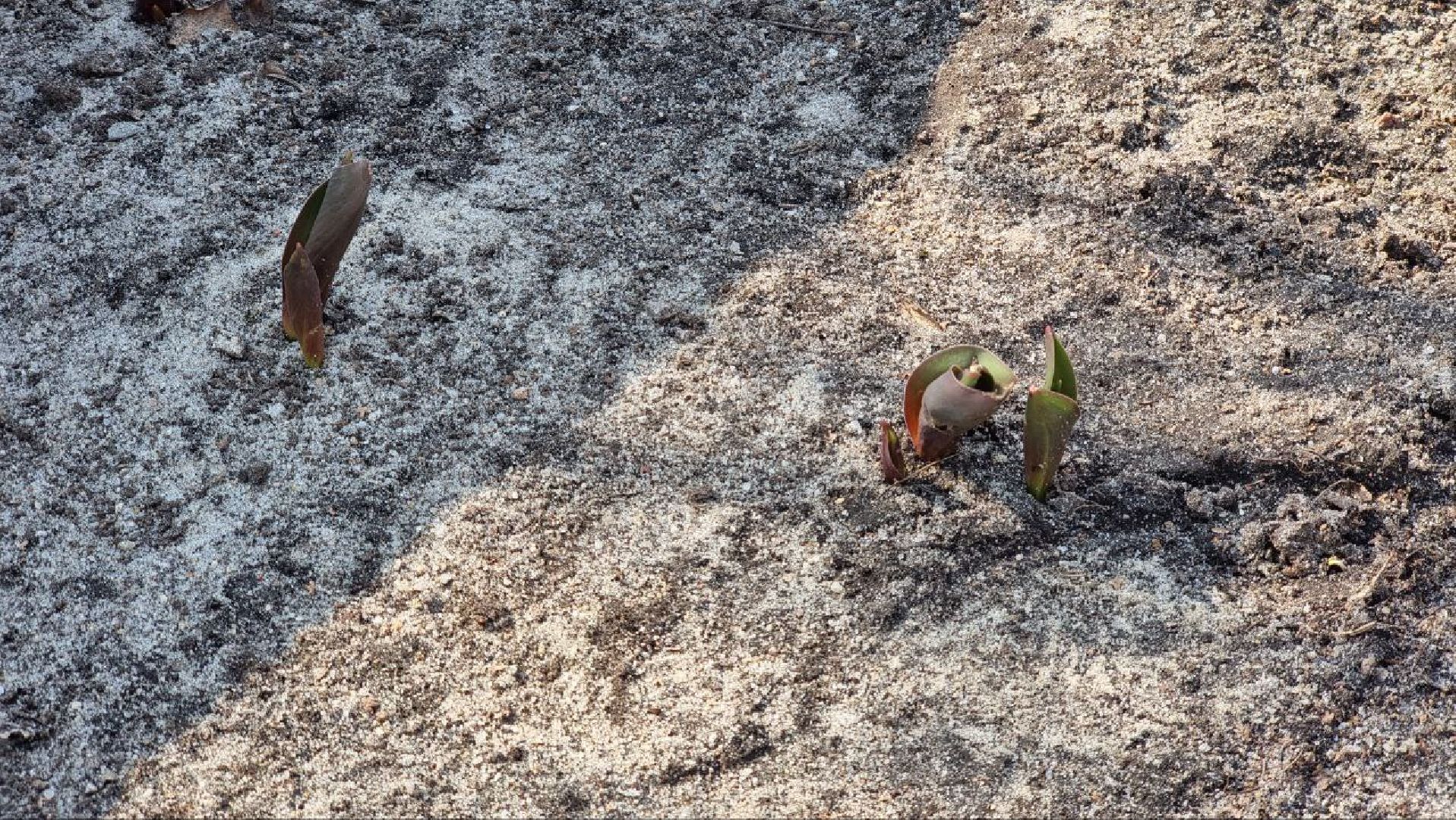 благоустройство, Дзержинский, уборка, сквер Победы