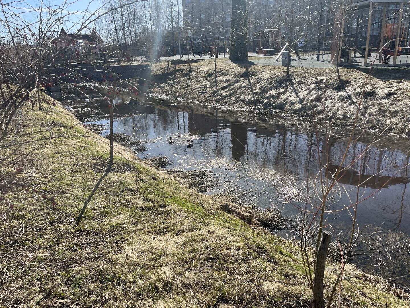 Шаховская, утки, весна