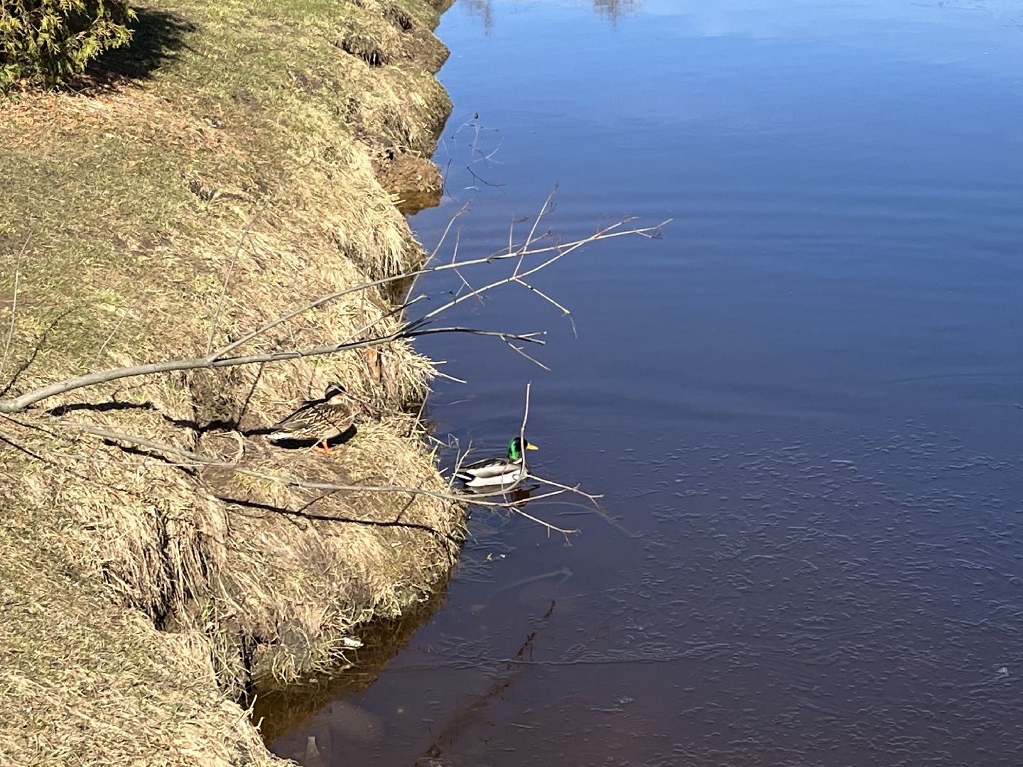 Шаховская, утки, весна