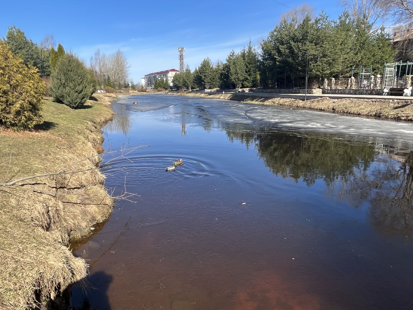 Шаховская, утки, весна