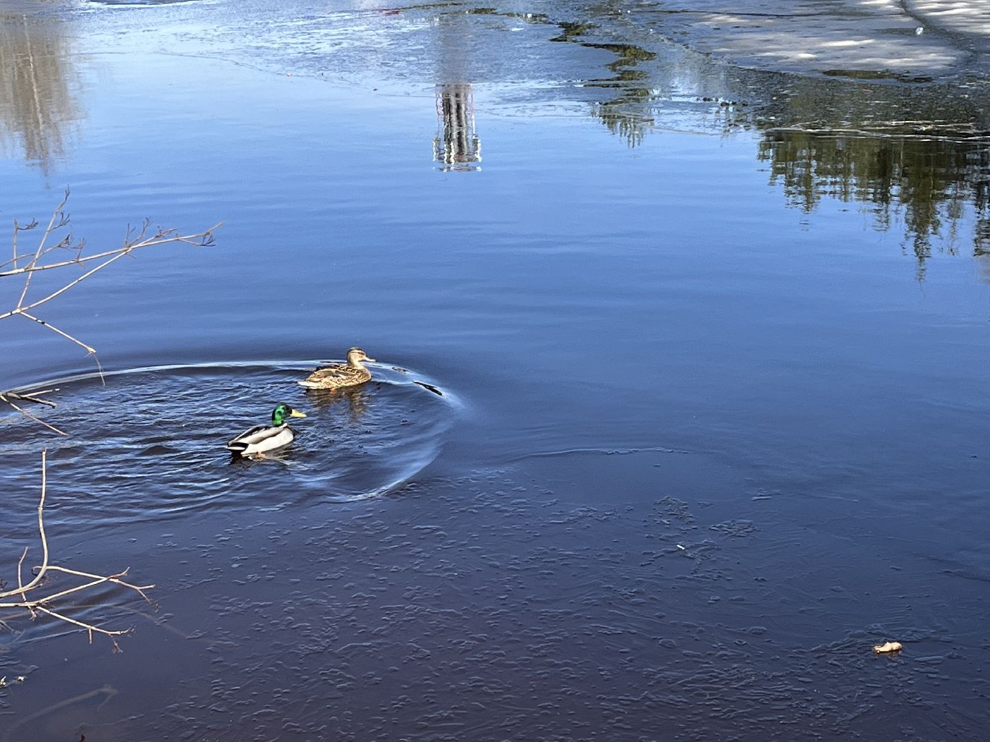 Шаховская, утки, весна