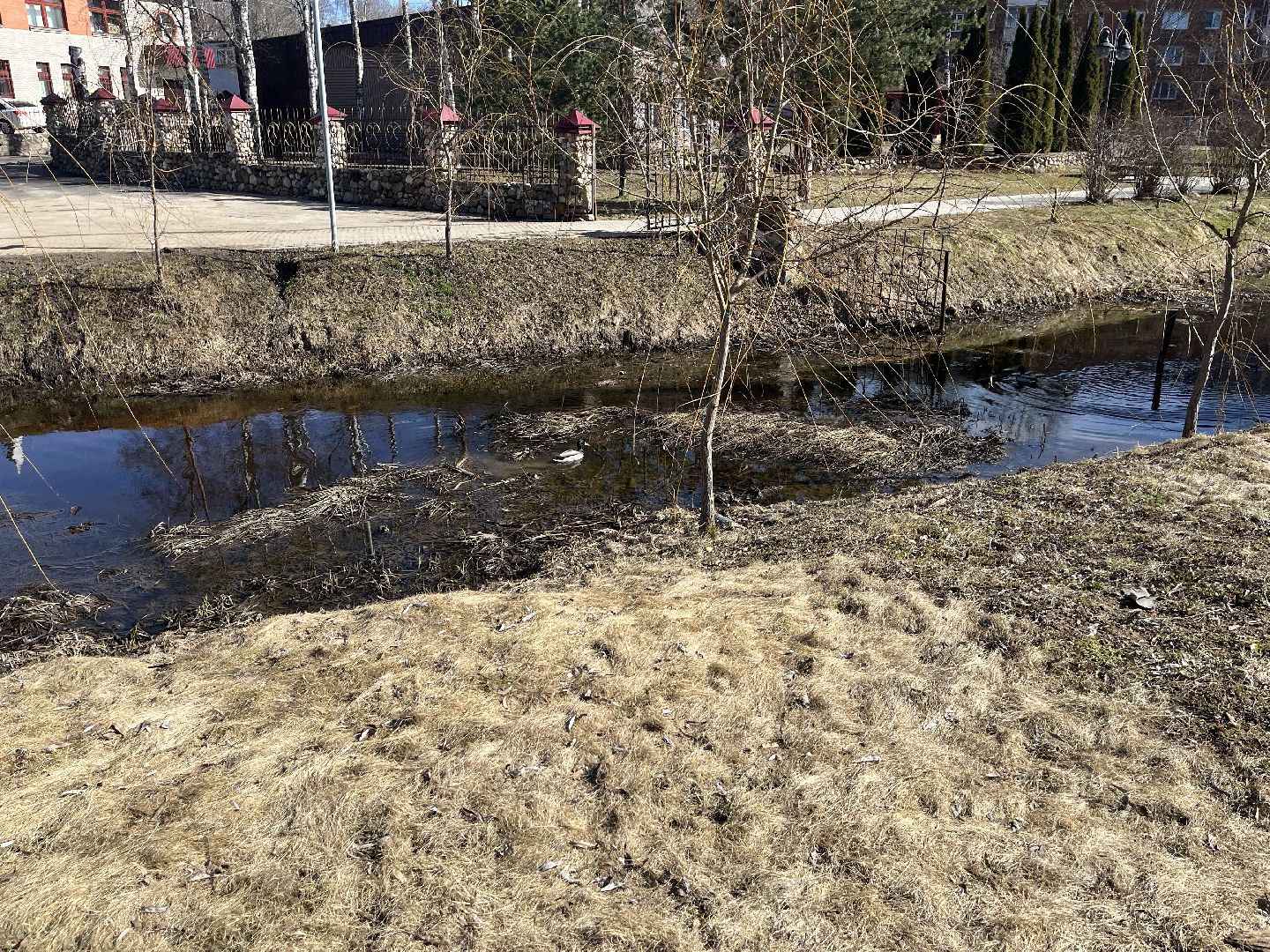 Шаховская, утки, весна