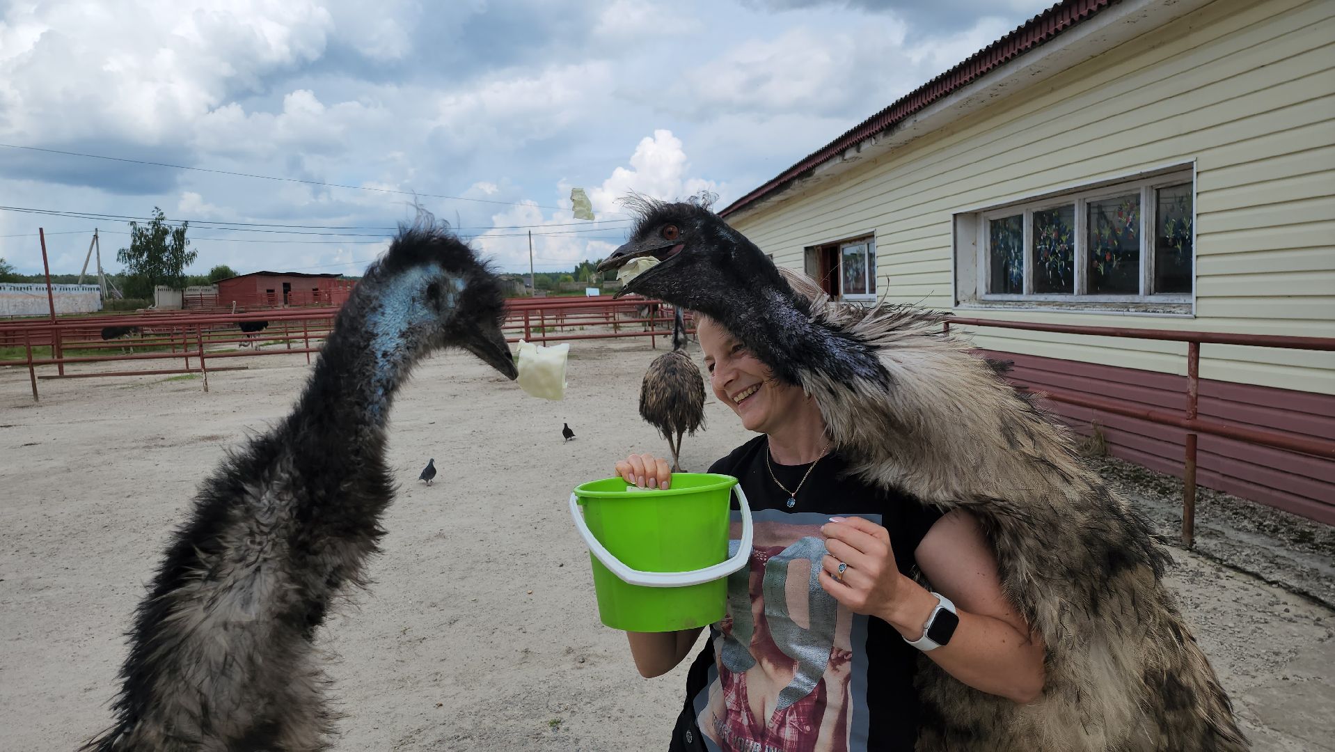 серпухов, подмосковье, австралийские эму, экоферма, русский страус,