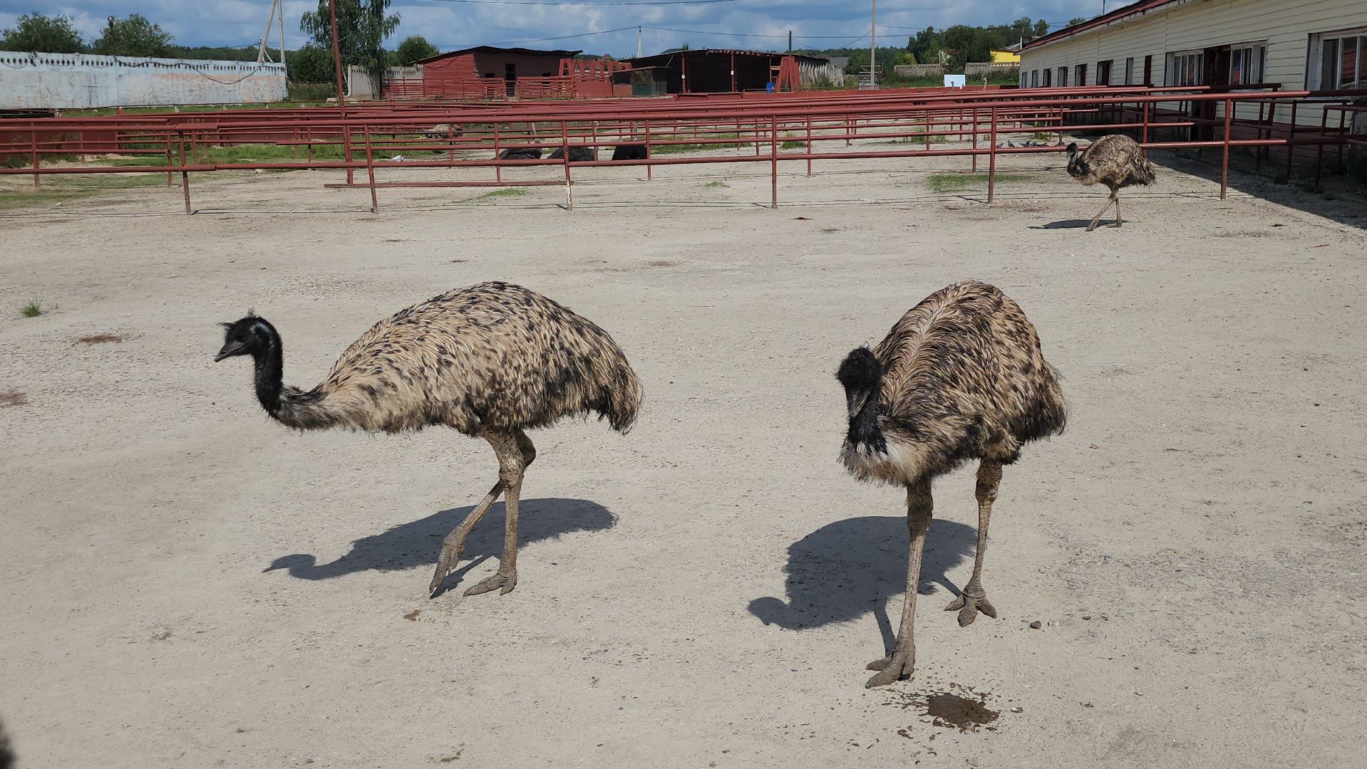 серпухов, подмосковье, австралийские эму, экоферма, русский страус,