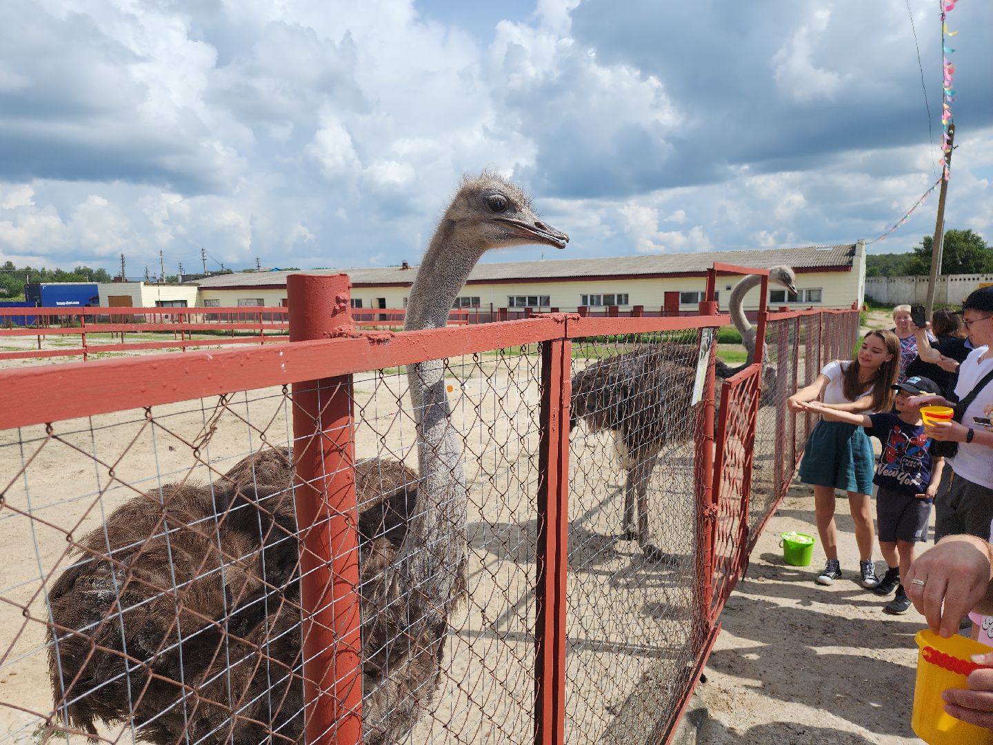 серпухов, подмосковье, страус, экоферма,