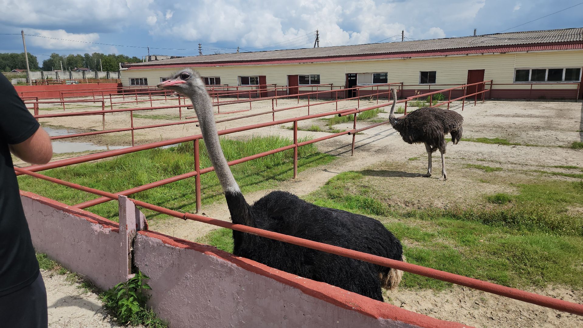 серпухов, подмосковье, страус, экоферма,